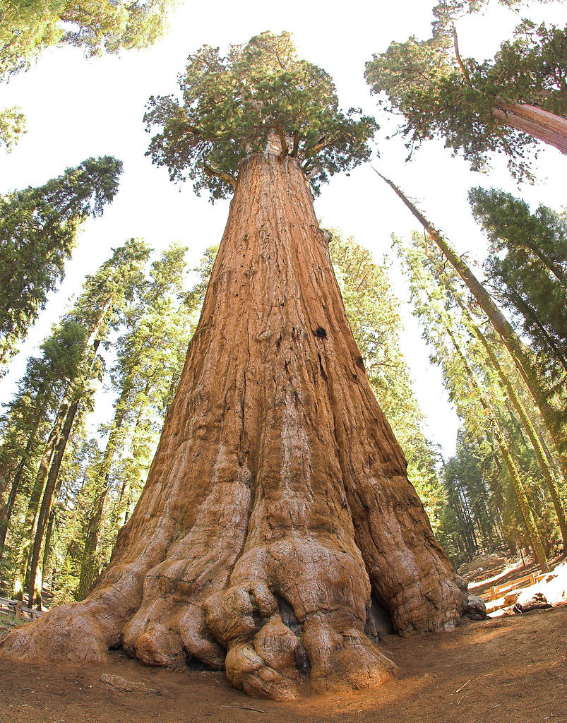 what is the oldest tree in the world