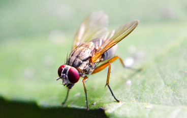 Keep Own Produce Fruits Safe: How To Kill Fruit Flies Fast?