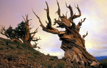 What Is The Oldest Tree In The World?