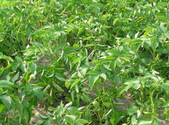 When To Plant Potatoes?